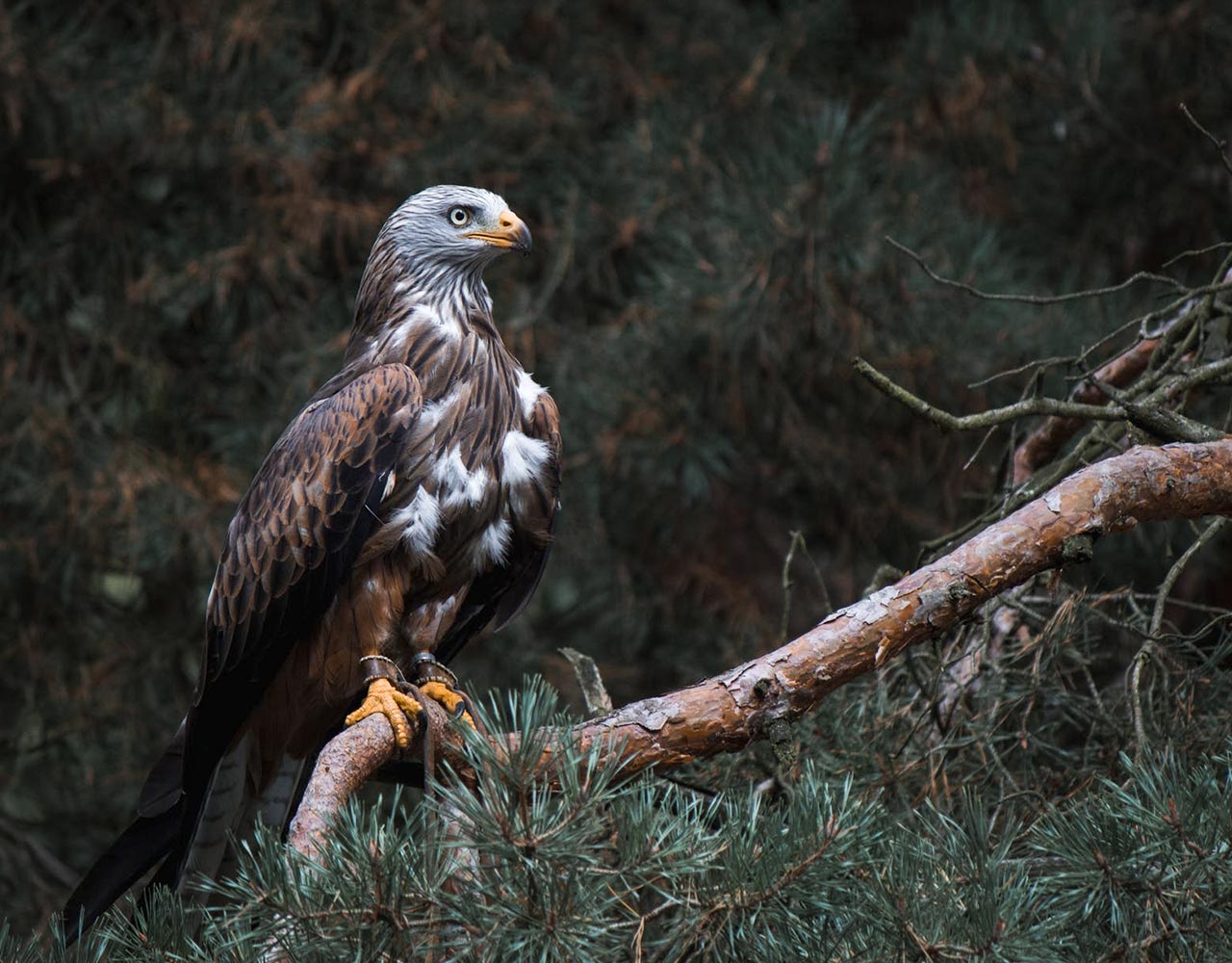 Lorem ipsum dolor amet